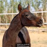 عکس کره مادیان عرب مصری تصویر کره مادیان عرب مصری