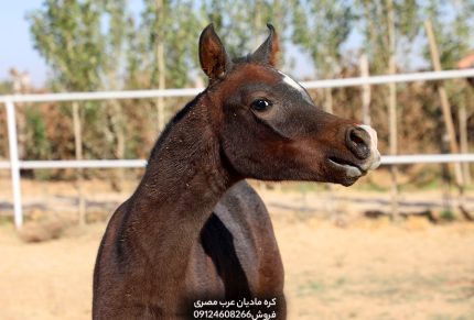 عکس کره مادیان عرب مصری تصویر کره مادیان عرب مصری