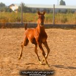 خرید کره نریان عرب خالص ایرانی در تهران پرورش دهندگان کره نریان عرب خالص ایرانی