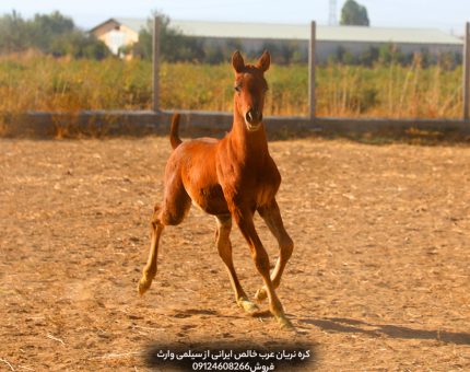 خرید کره نریان عرب خالص ایرانی در تهران پرورش دهندگان کره نریان عرب خالص ایرانی