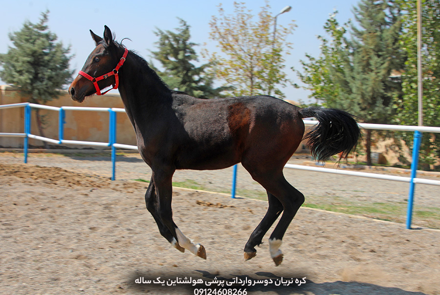 فروش اسب پرشی خارجی