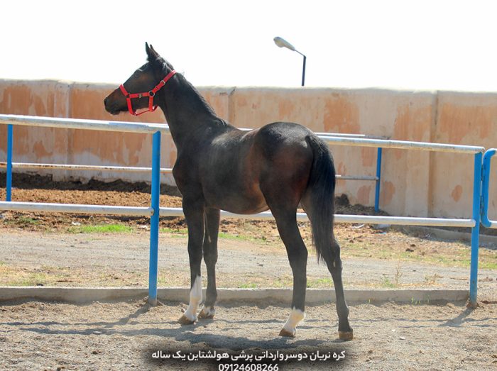 خرید اسب پرشی خارجی