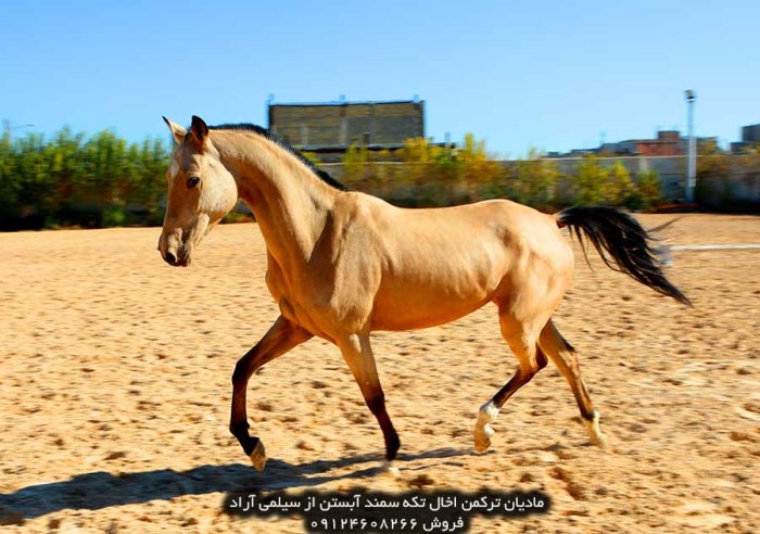 اسب طلایی اسب سمند افسانه ای