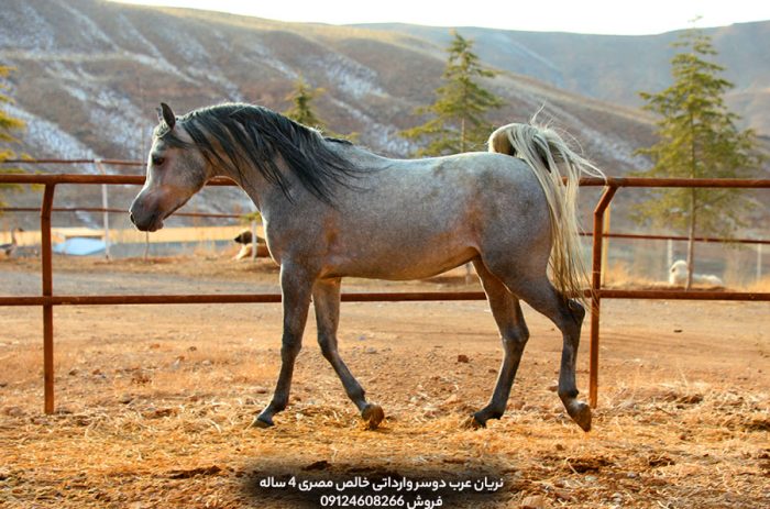 قیمت اسب عرب خالص با شجره نامه