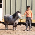 پونی فلابلا اسب فلابلا اسب مینیاتوری فلابلا فلابلا مینیاتور