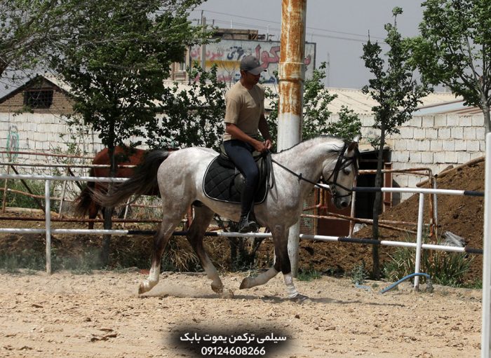 خرید اقساطی اسب پرشی یموت