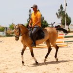مراکز فروش اسب سمند ترکمن در ایران