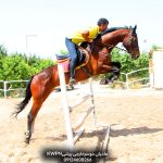 واردات اسب پرشی داچ وارمبلاد از هلند