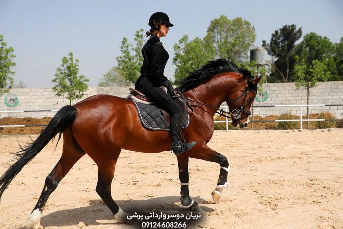 فروش اسب پرشی دو سر خارجی