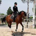 فروش اسب پرشی دو سر خارجی