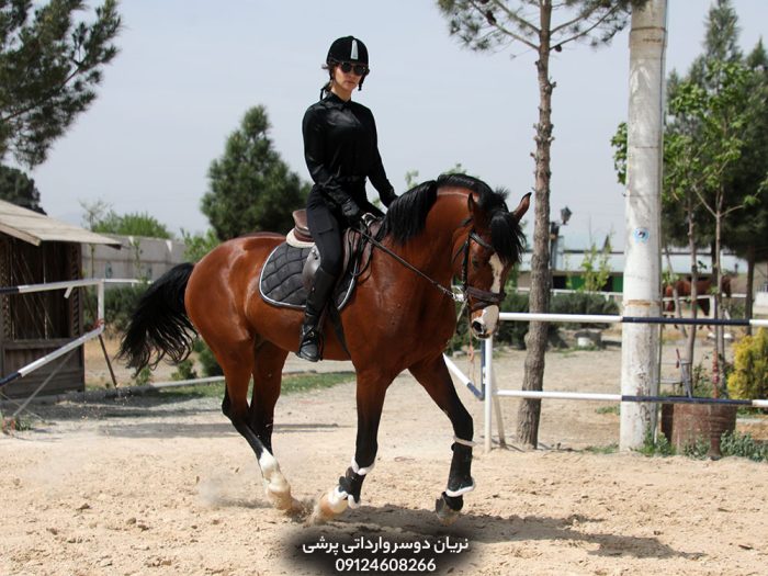 فروش اسب پرشی دو سر خارجی