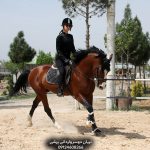 فروش اسب پرشی دو سر خارجی