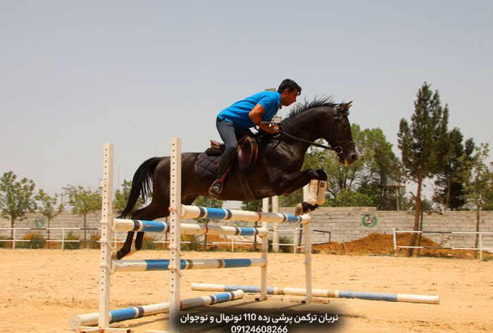 خرید اسب اصیل ترکمن مسابقه ای پرشی قیمت مناسب