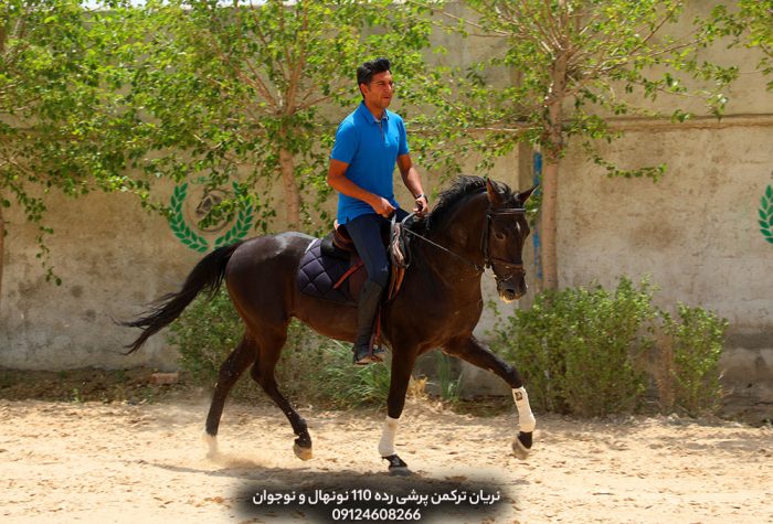 اسب اصیل ترکمن مسابقه ای پرشی قیمت مناسب