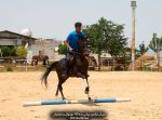 خرید اسب اصیل ترکمن مسابقه ای پرشی قیمت مناسب