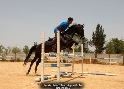 خرید اسب اصیل ترکمن مسابقه ای پرشی قیمت مناسب