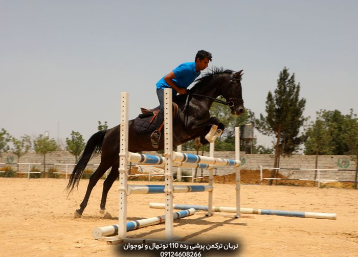 خرید اسب اصیل ترکمن مسابقه ای پرشی قیمت مناسب