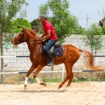 فروش اسب ورزشی ترکمن