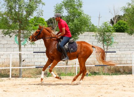 فروش اسب ورزشی ترکمن