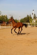 اسب پرشی ترکمن خالص آخال تکه فروشی