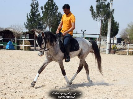 اسب سیلمی ترکمن یموت پرشی