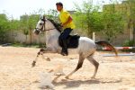 اسب سیلمی ترکمن یموت پرشی