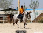 اسب سیلمی ترکمن یموت پرشی