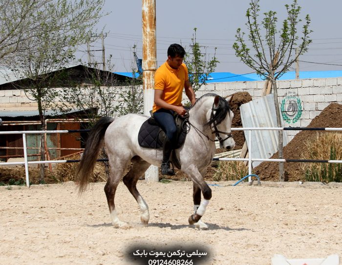 اسب سیلمی ترکمن یموت پرشی
