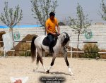 اسب سیلمی ترکمن یموت پرشی