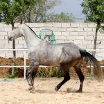 اسب مادیان ترکمن خالص یموت پرشی