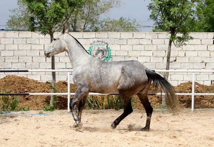 اسب مادیان ترکمن خالص یموت پرشی
