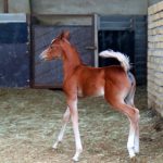 فروش اسب کره عرب در تهران