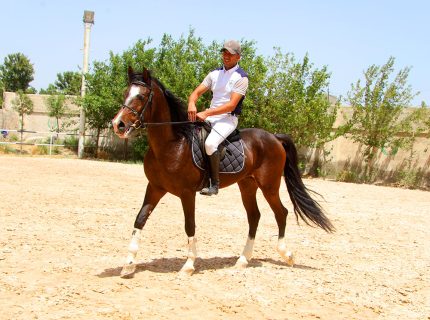 خرید اسب عرب خالص و زیبا، 4 ساله، آموزش سواری صحرایی، اصفهان