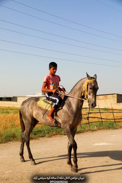 خرید اسب ترکمن کورسی با شجره قهرمانان کورس