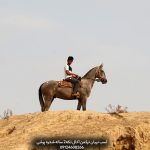 اسب عرب با ریشه مسابقاتی یا زیبایی ظاهری قوی