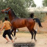 نگهداری اسب در خانه