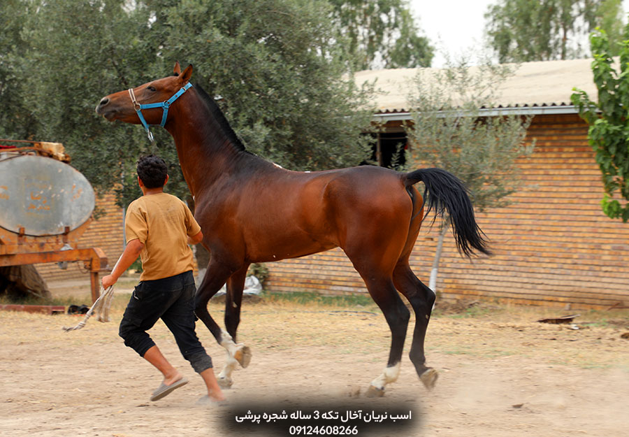 نگهداری اسب در خانه