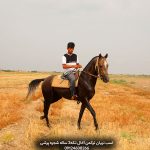 فروش اسب ترکمن تربیت‌شده با شناسنامه