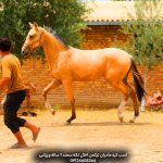 فروش اسب ترکمن جوان با pedigree معتبر