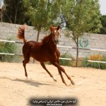 پرورش کره اسب عرب در ایران