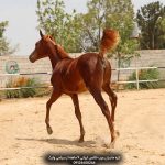 پرورش کره اسب عرب در ایران