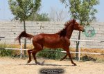 کره مادیان دوسر خارجی