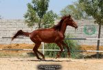 اسب پرشی خون‌دار