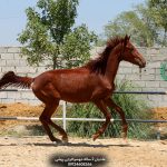 اسب پرشی خون‌دار