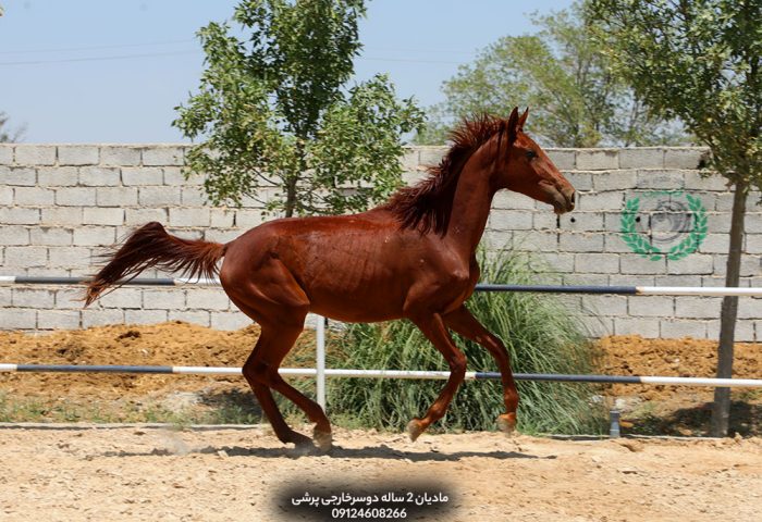 اسب پرشی خون‌دار