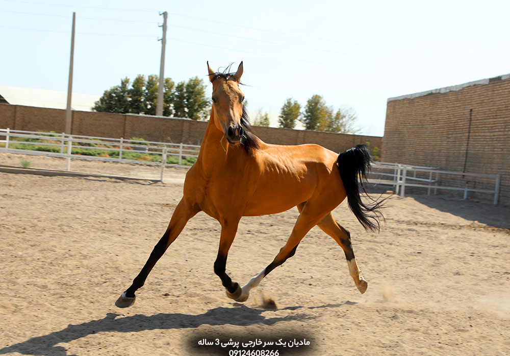 خرید مادیان پرشی خارجی، فروش اسب پرشی ۳ ساله