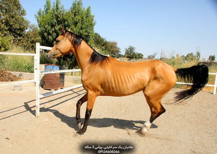 مادیان جوان برای پرش،