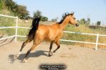 مادیان جوان برای پرش،