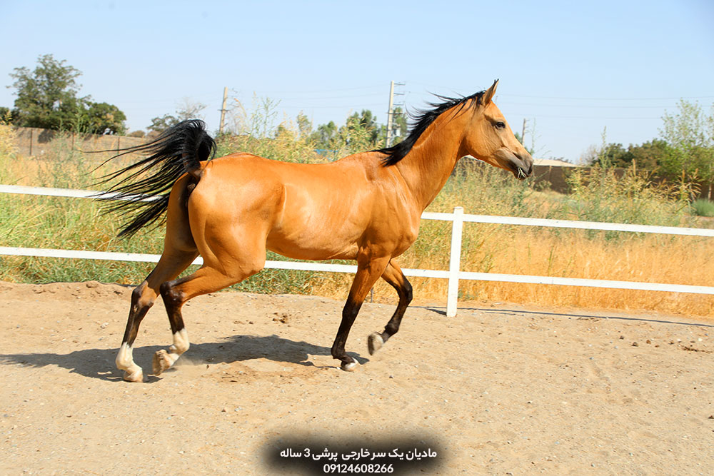 خرید مادیان پرشی خارجی، فروش اسب پرشی ۳ ساله