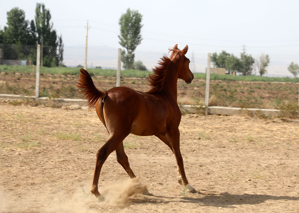 خرید نریان عرب خالص،